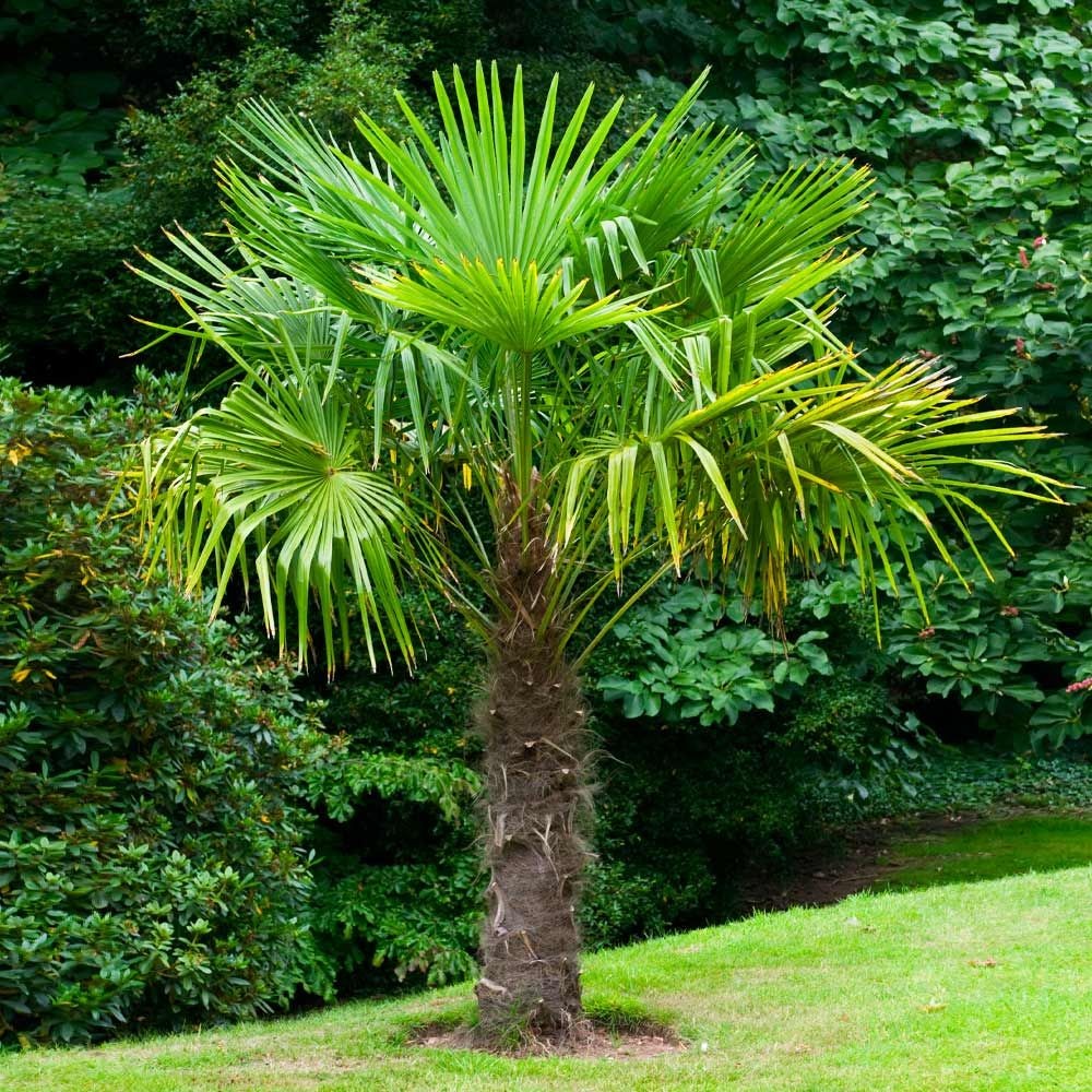 Windmill Palm