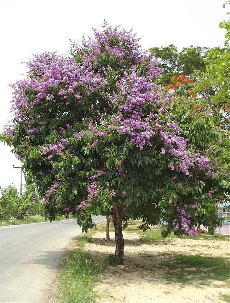 Queen Crape Myrtle Tree