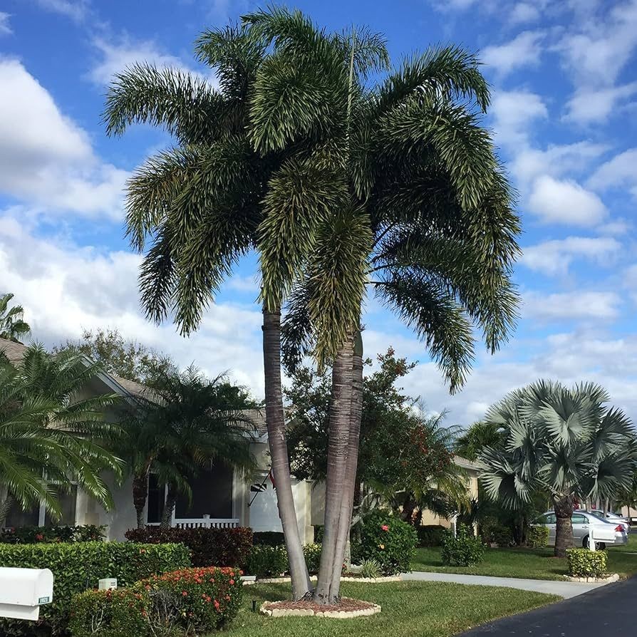 Foxtail Palm