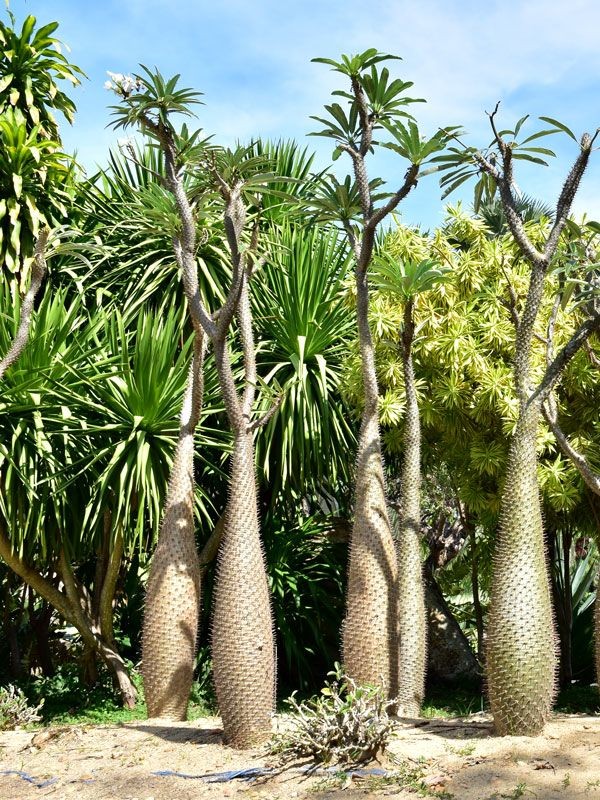 Madagascar Palm