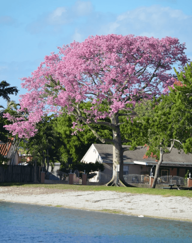 Floss Silk Tree