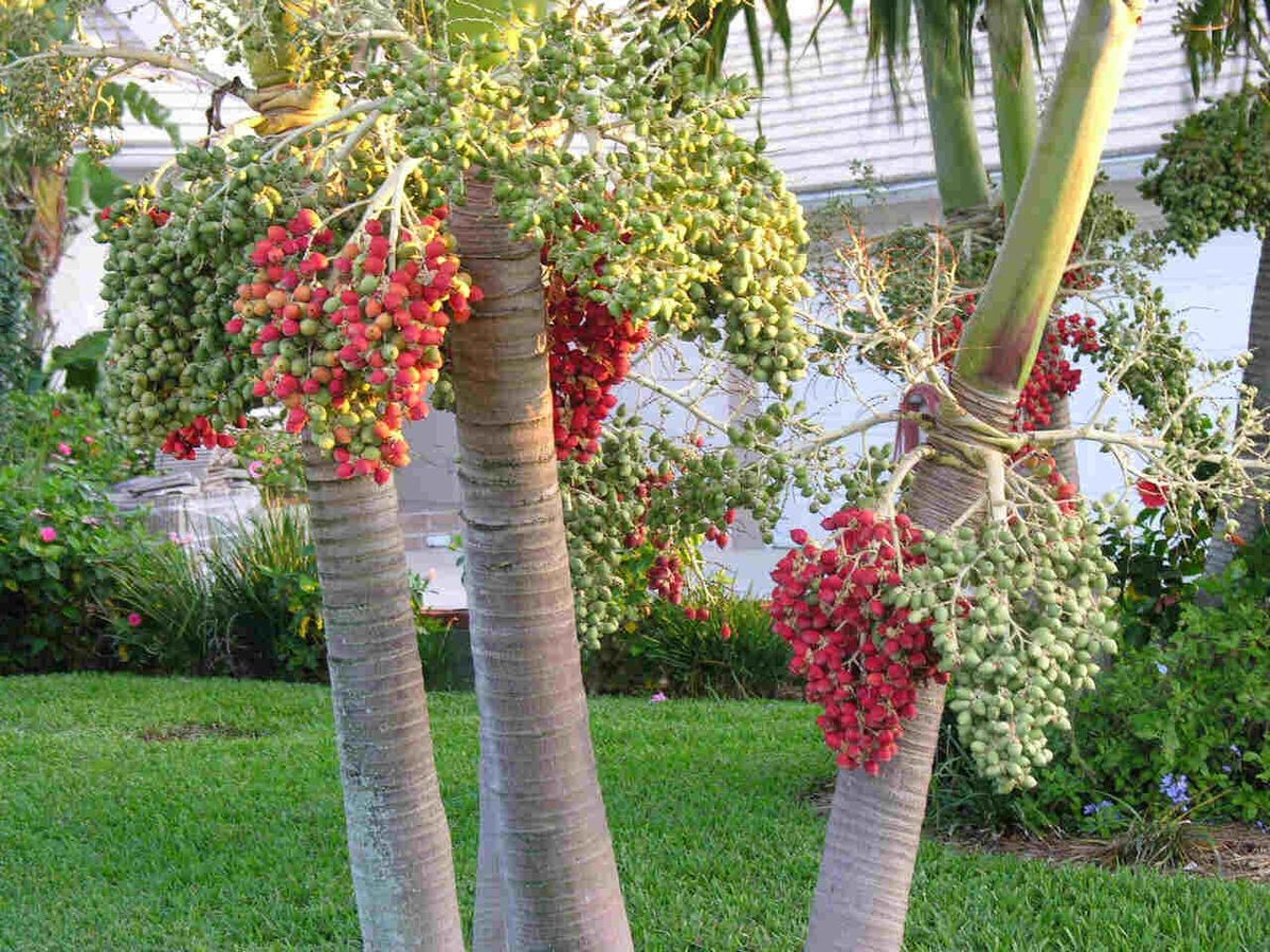 Clusters of red and green berries hanging from palm trees in a garden setting.