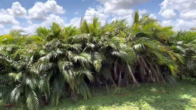 Cat Palm