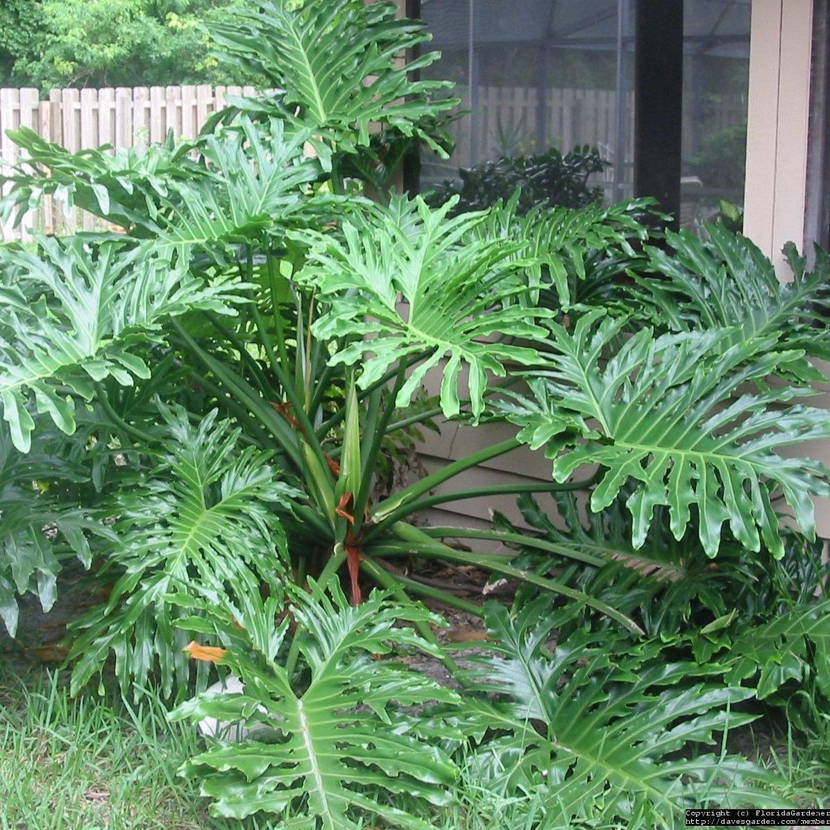 Philodendron Selloum