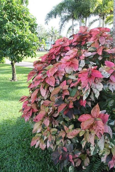 Pink Copper Leaf