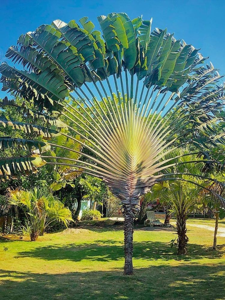 Travelers Palm