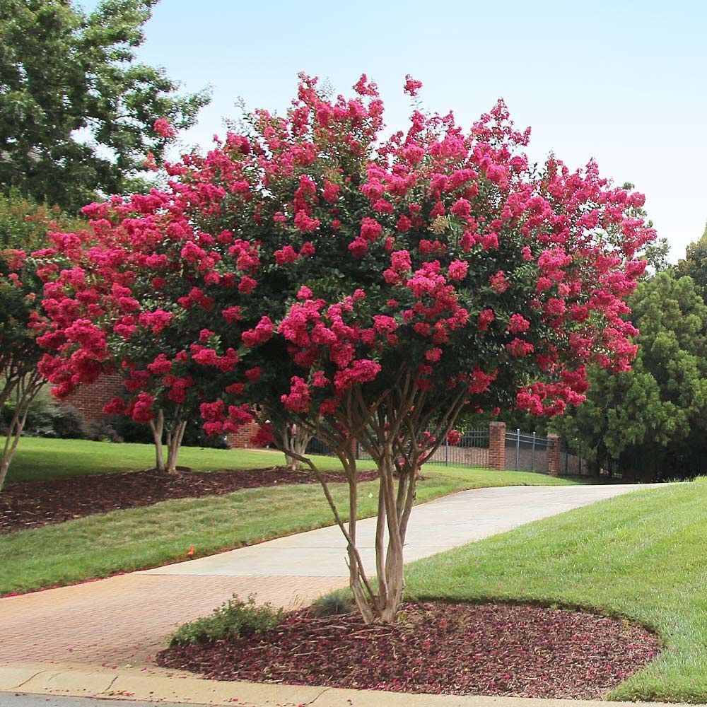 Crape Myrtle Tree