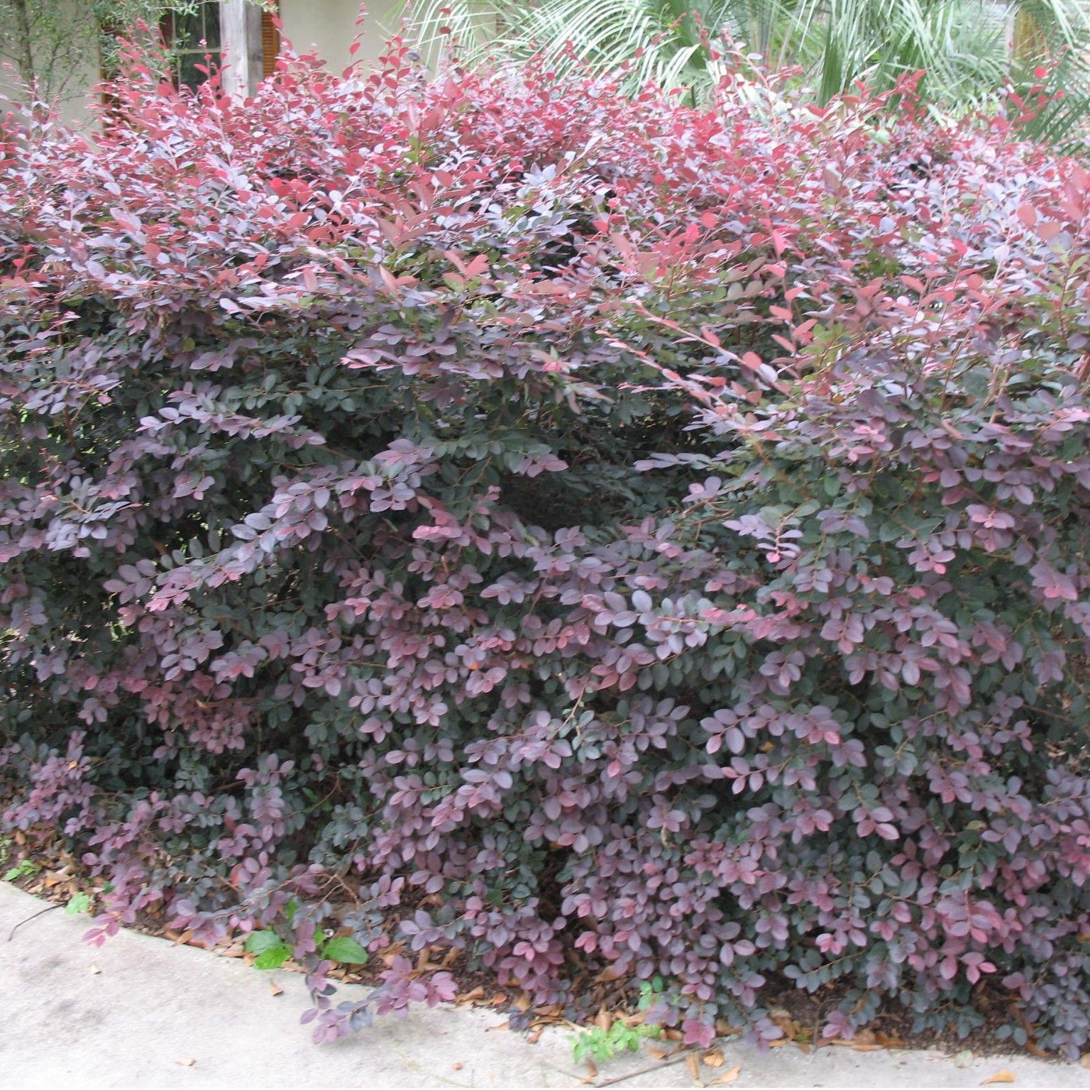 Loropetalum 'Plum'