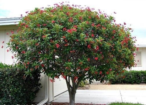 Jatropha Tree