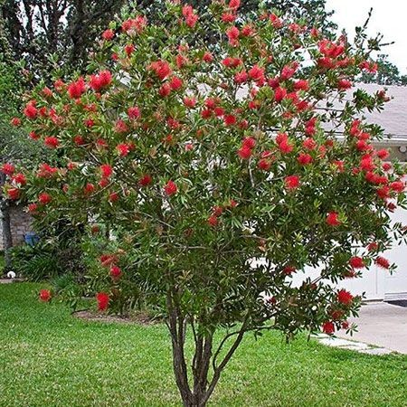 BottleBrush