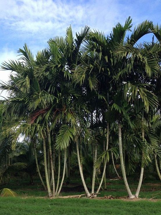 Large Palms