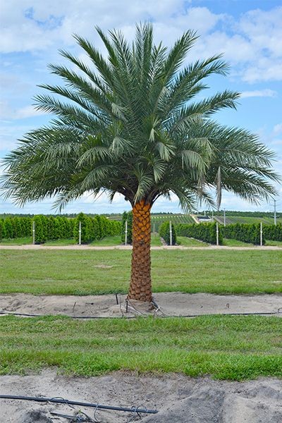 Sylvester Palm