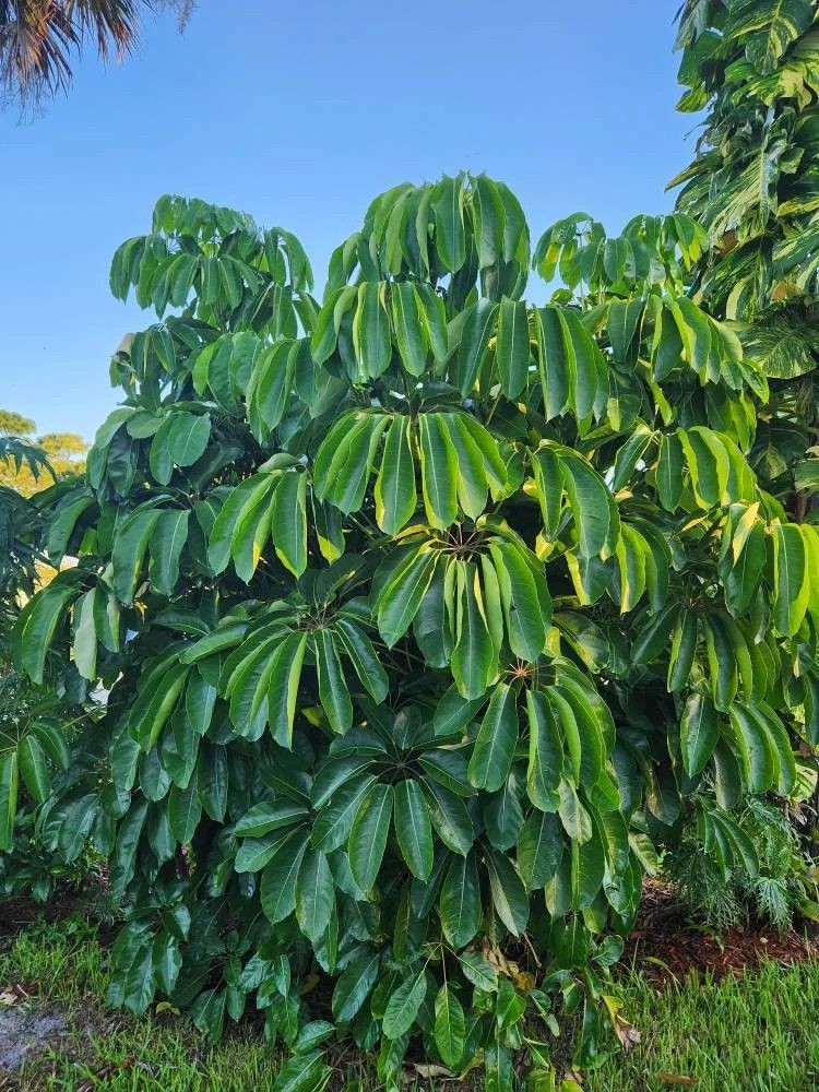 Schefflera "Umbrella"