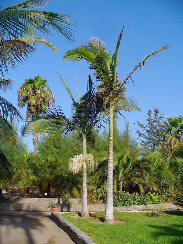 Piccabeen Palm