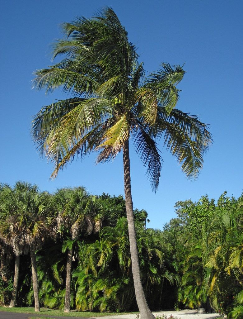 Coconut Palm