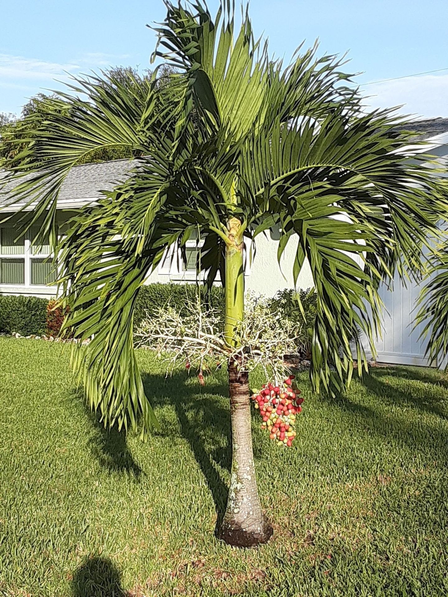 Palm tree with red fruit clusters in a backyard setting on a sunny day.