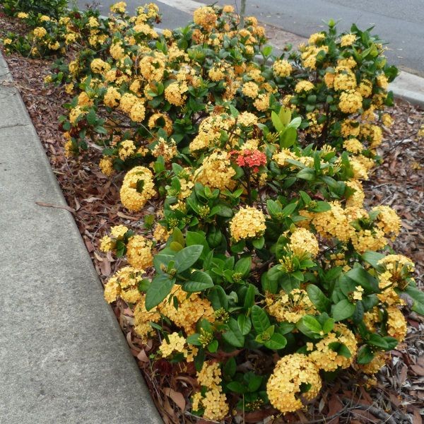 Maui Ixora