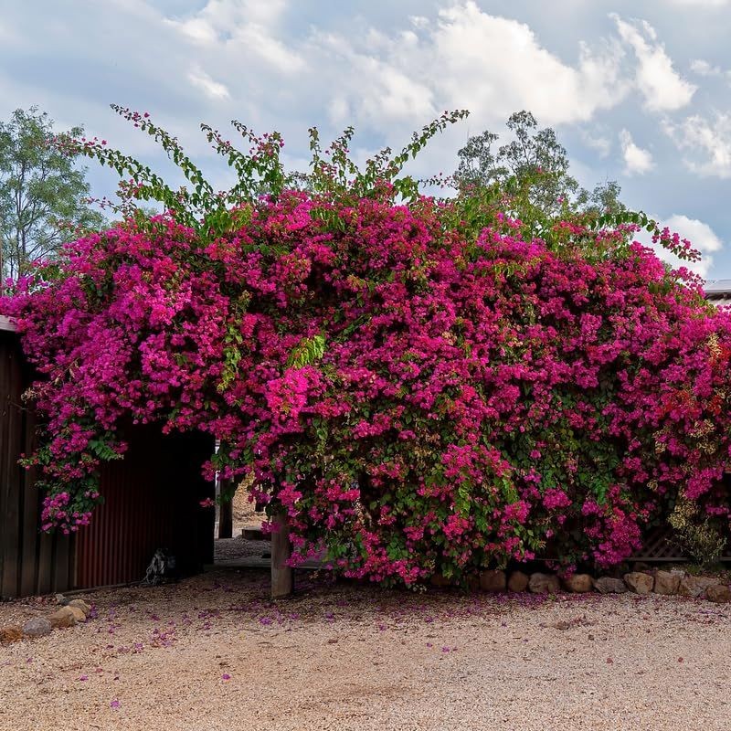 Bougainvillea