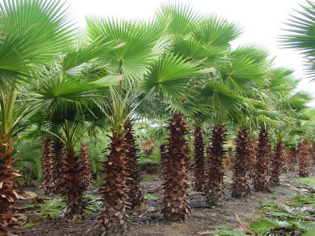 Washingtonia Palm