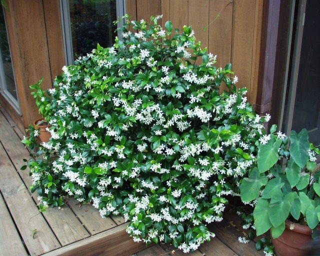 Pinwheel Jasmine