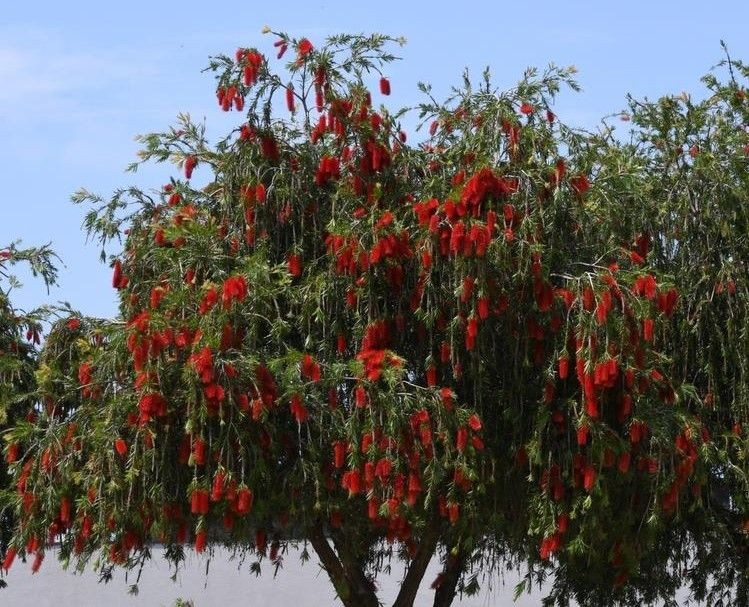 Weeping Bottle Brush