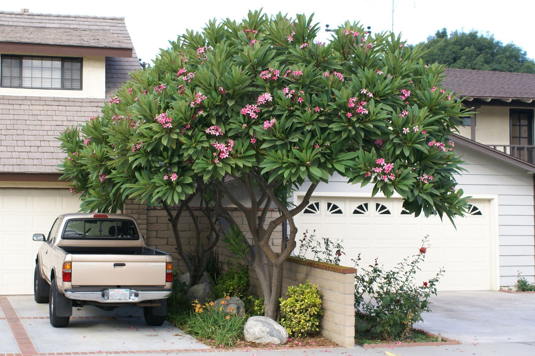 Frangipani Tree (Plumeria)