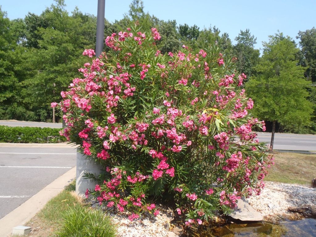 Oleander