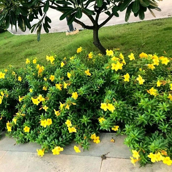 Dwarf Allamanda