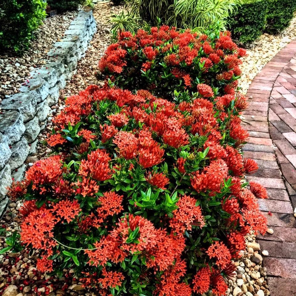 Dwarf Ixora