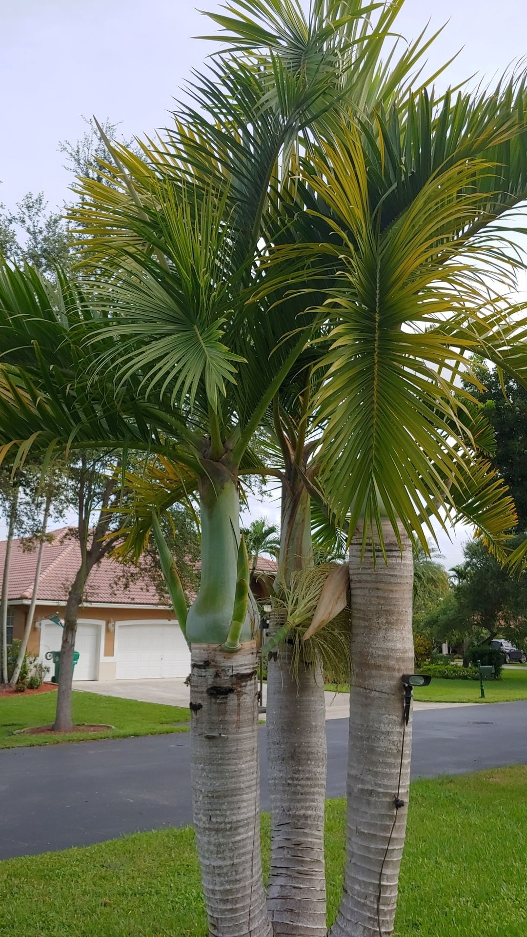 Custom Landscape Design
