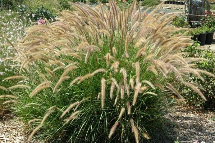 Green Fountain grass