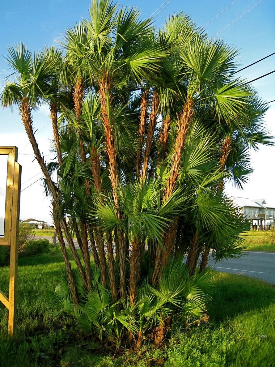 "Everglades Palm"