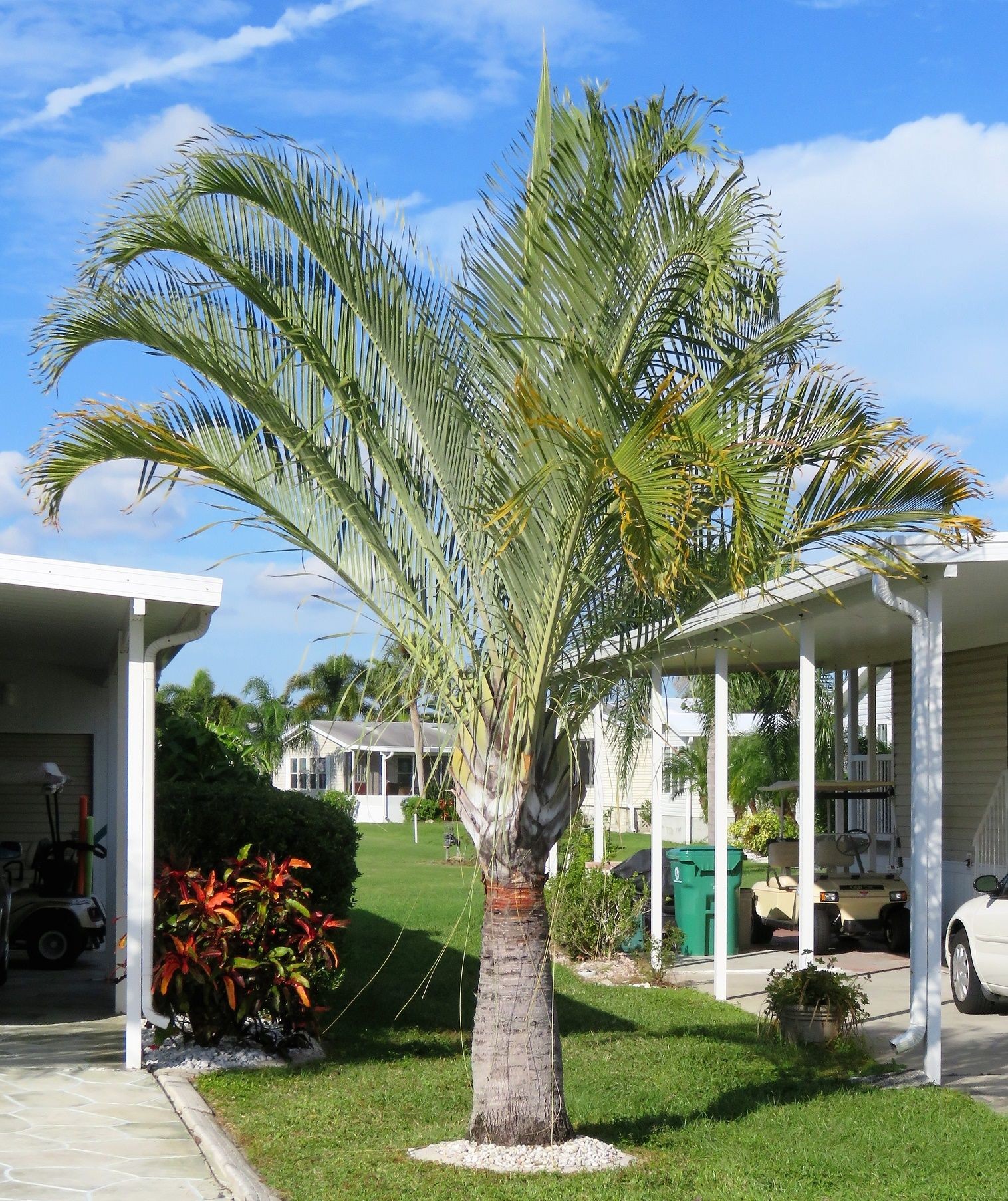 Triangle Palm