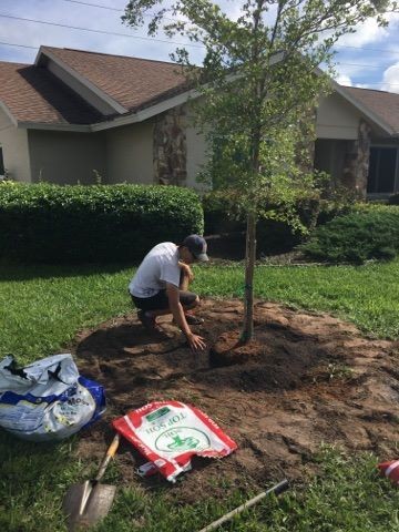 Tree Planting