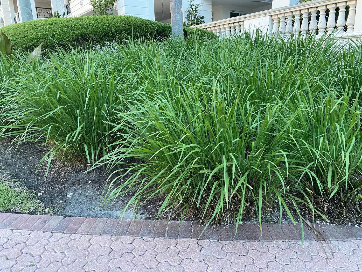 Dwarf Fakahatchee Grass