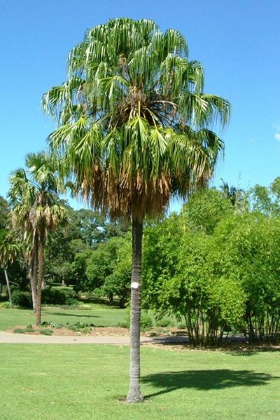 Ribbon Fan Palm